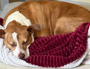 A brown and white dog curled up sleeping in a red dog bed.